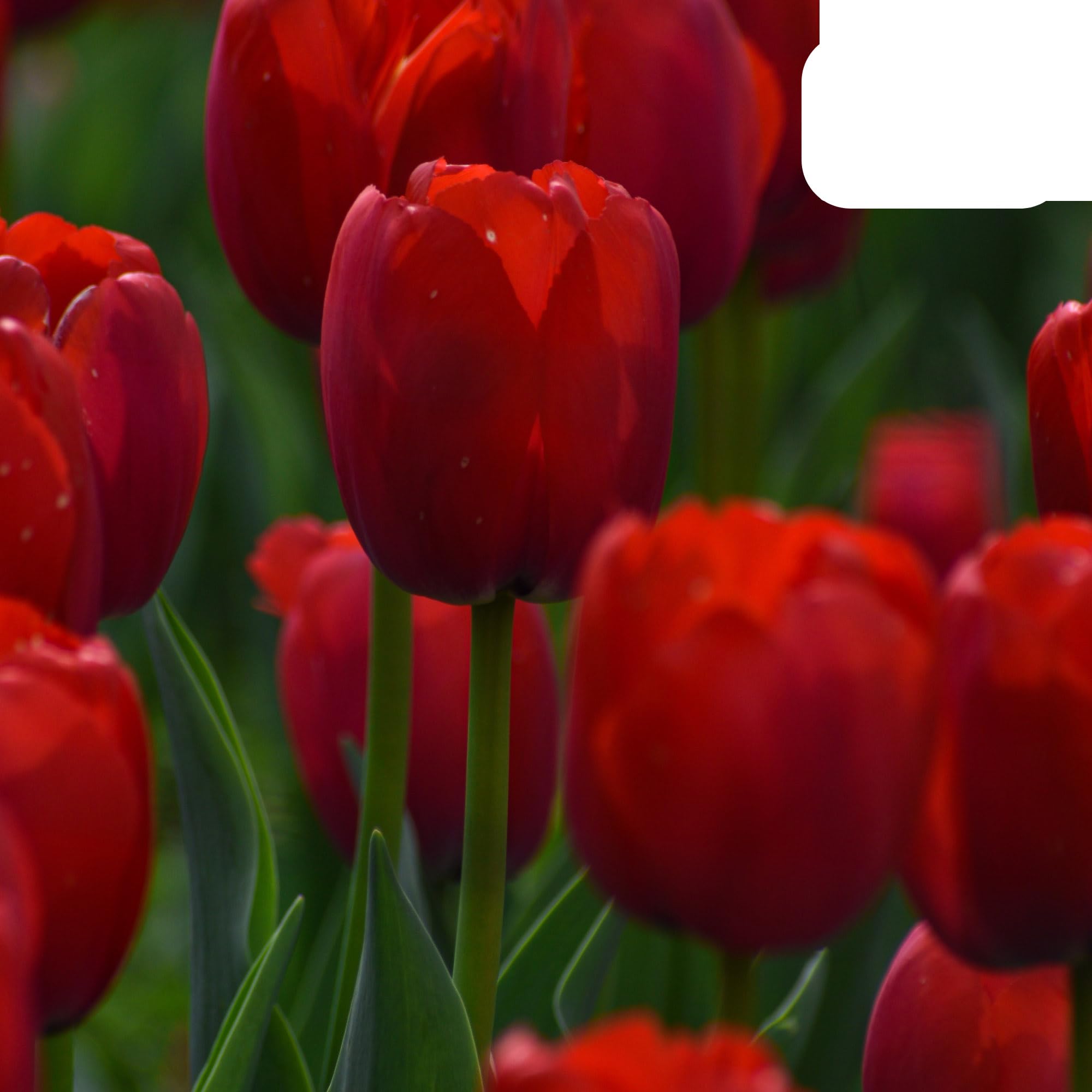 Bulbos de tulipán 'Ile de France' | 20 Piezas | Tulipán Rojo Profundo - 30-50cm - Ø5cm - bulbo de flor - Planta de jardín