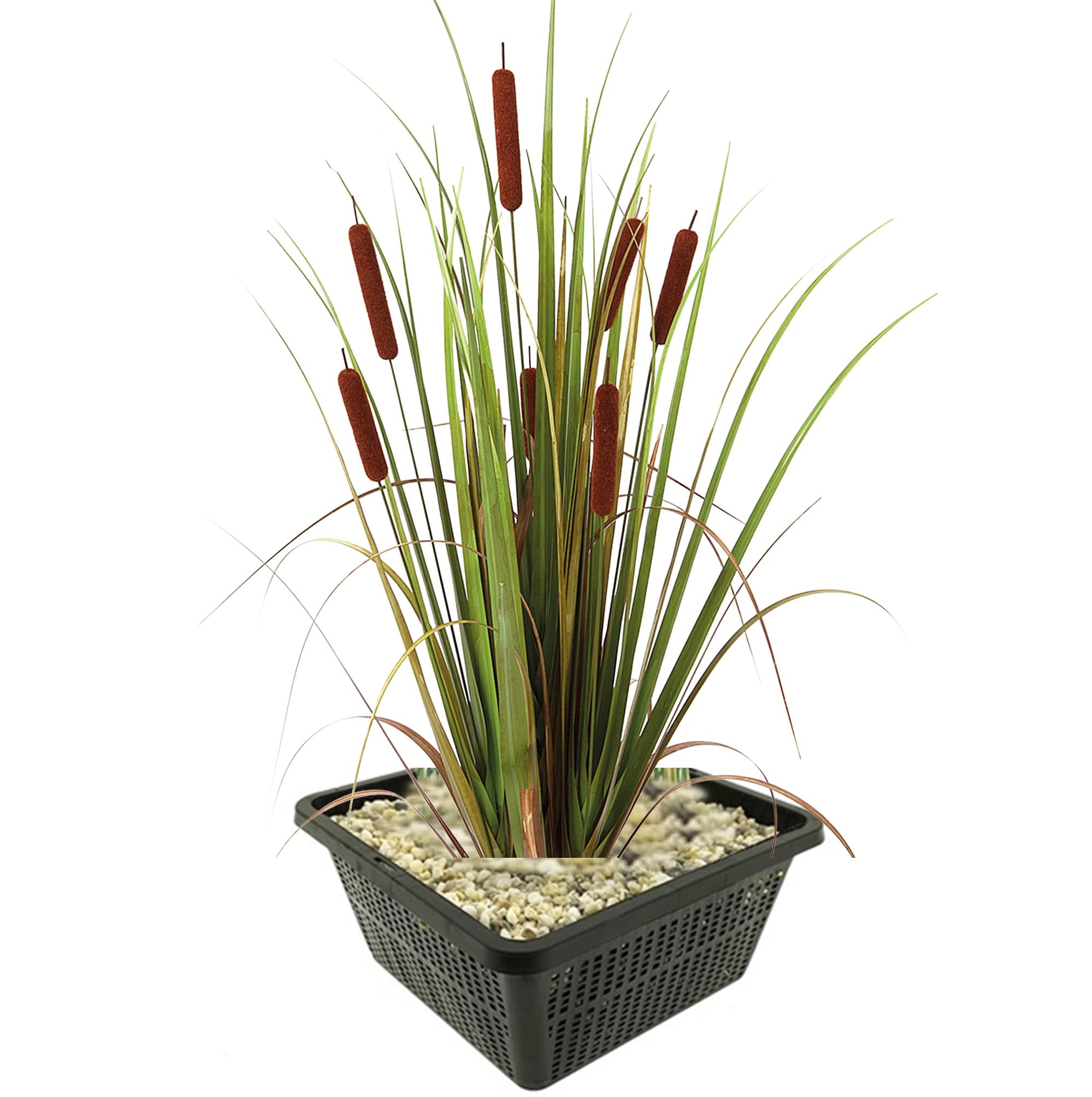 Vdvelde․com - Rohrkolben Teichpflanze - Winterharte Uferpflanze - Heimisch & Natürlich - Dekorativ - Vogelfreundlich - Ideal für Gartenteich & Uferzone