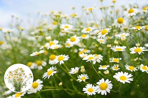 Miniatura 3 de Semillas de hierbas