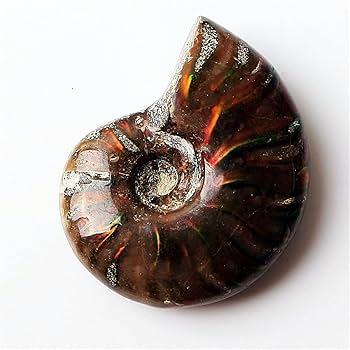 Amazon.co.jp: 1ピースレアライトアンモナイト化石シェル