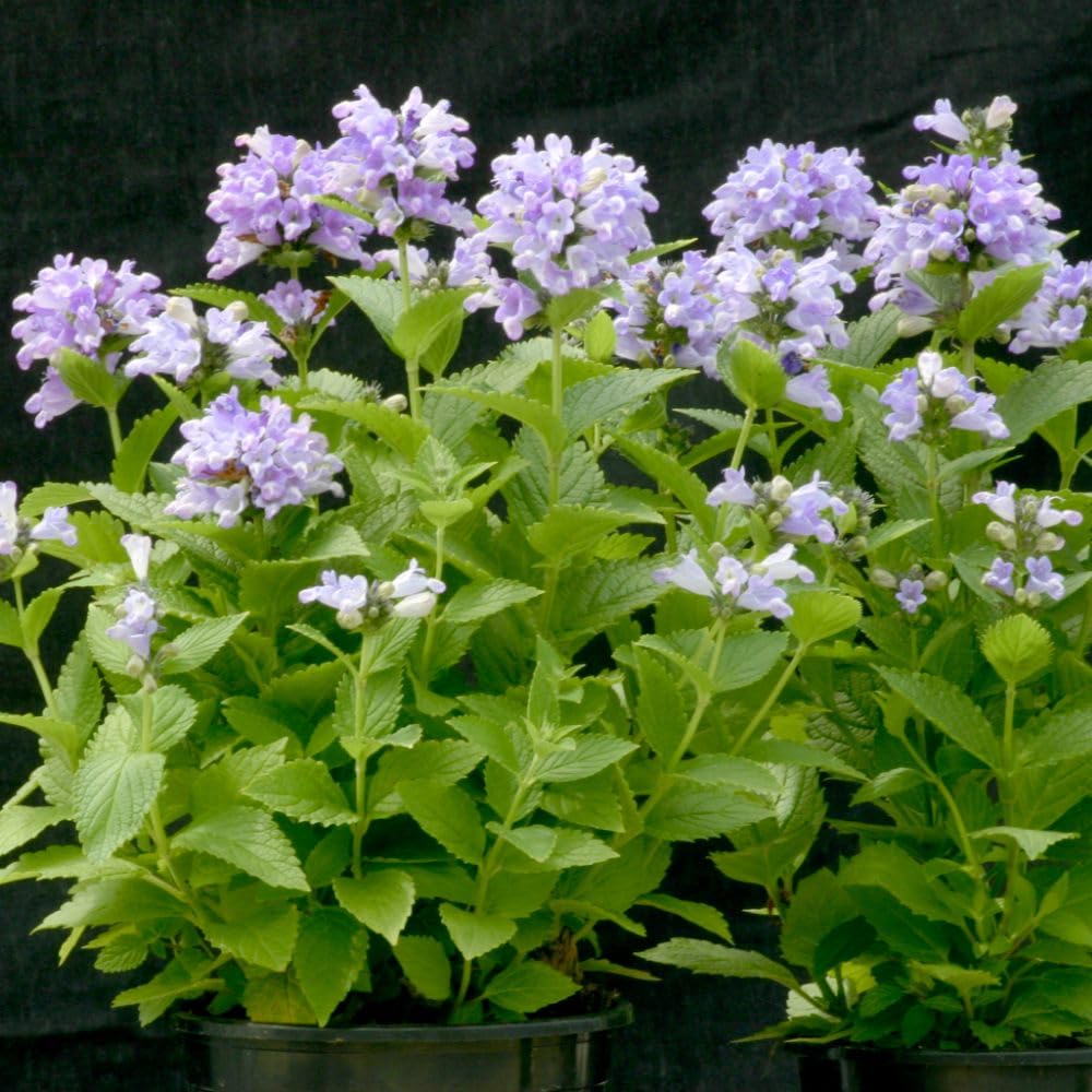 Nepeta Blue Panther Seeds Compact Bushy Perennial Striking Blue Flowers Fragrant Foliage Bee and Butterfly Friendly Easy to Grow 1x Seed Packet by Thompson and Morgan
