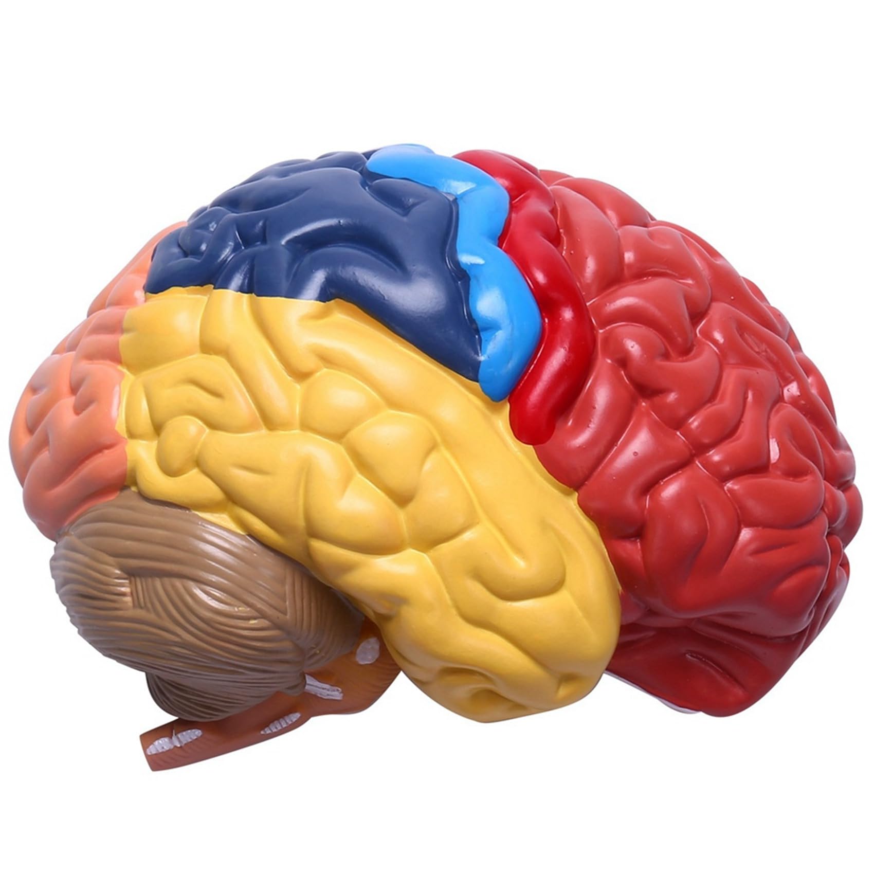 2X Cerebral Anatomical Model Anatomy 1: 1 Mezzo Cervello Brainstem Forniture Mediche per Laboratori di Insegnamento Medico