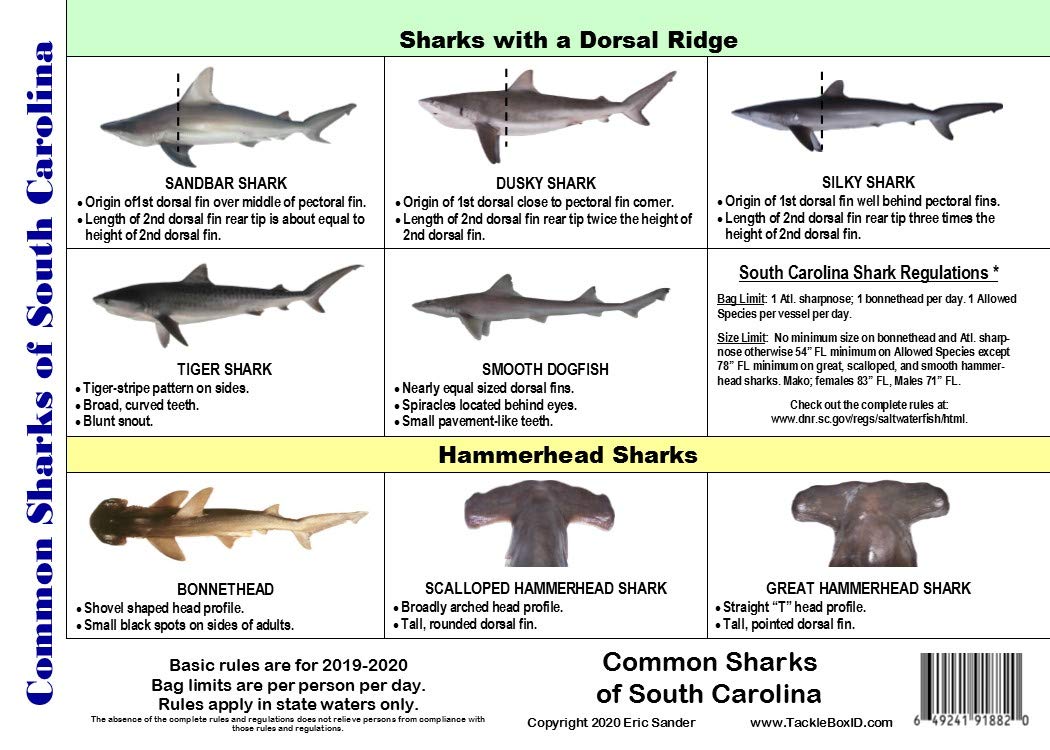 Buy South Carolina Saltwater Fish Identification Card Set Three Waterproof Cards Showing 60