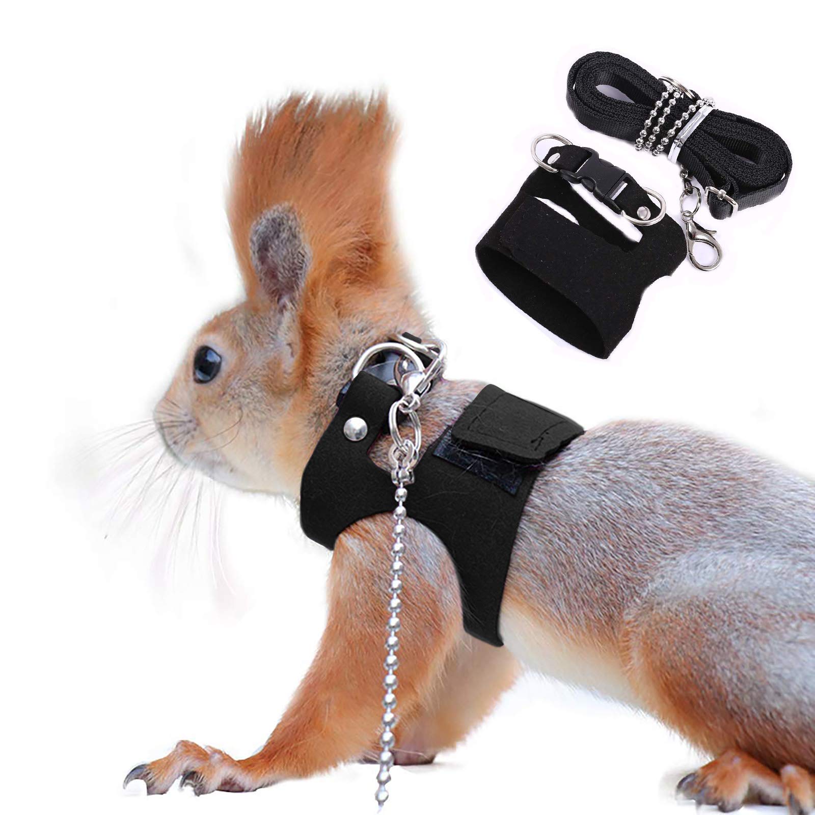 biting leash while walking