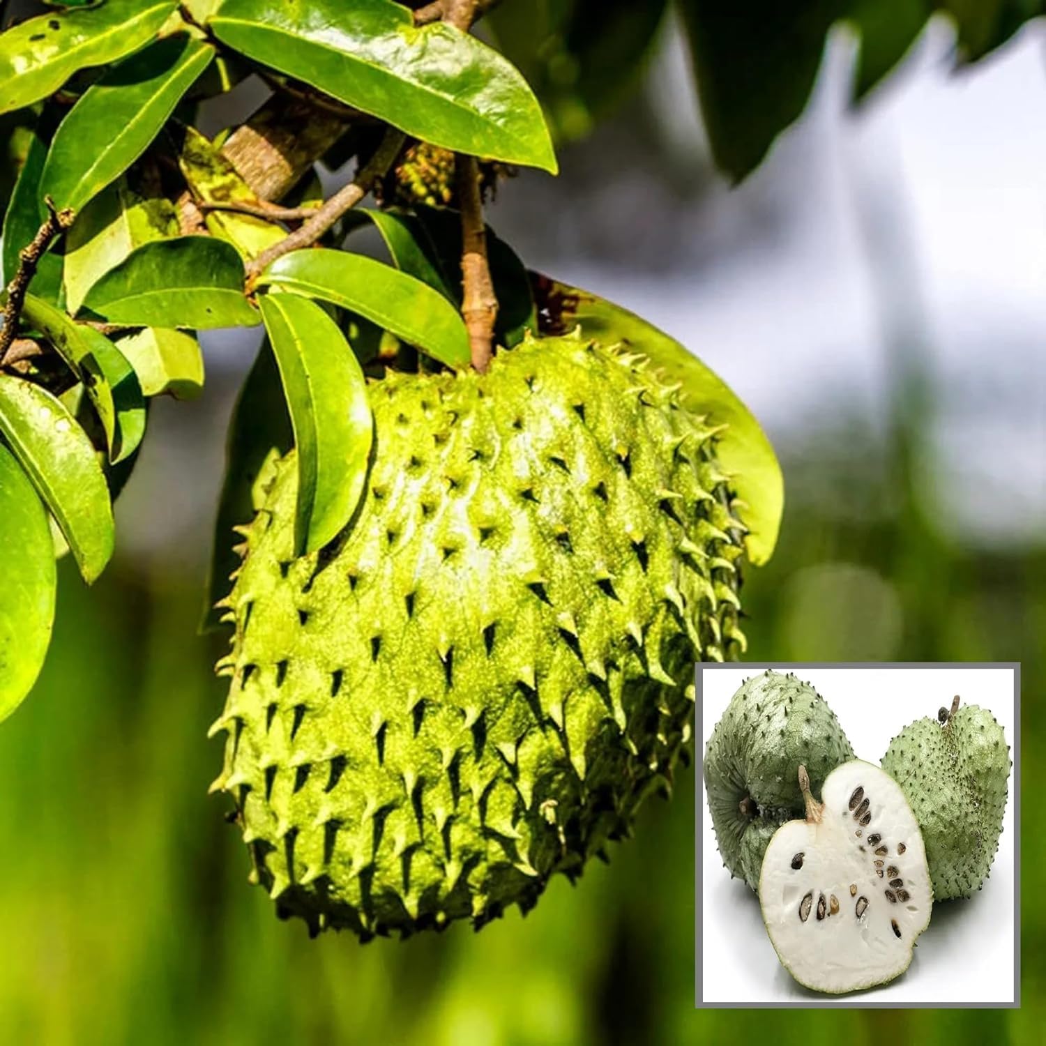 See full amazon price history chart for HAPING Corossol Sour Soup Lakshman Phal Fruit Live Plant (1.5-3 Feet Height) HAPING Corossol Sour Soup Lakshman Phal Fruit Live Plant (1.5-3 Feet Height) (B0D5VS53ZB) Amazon Price History, Amazon Price Tracker