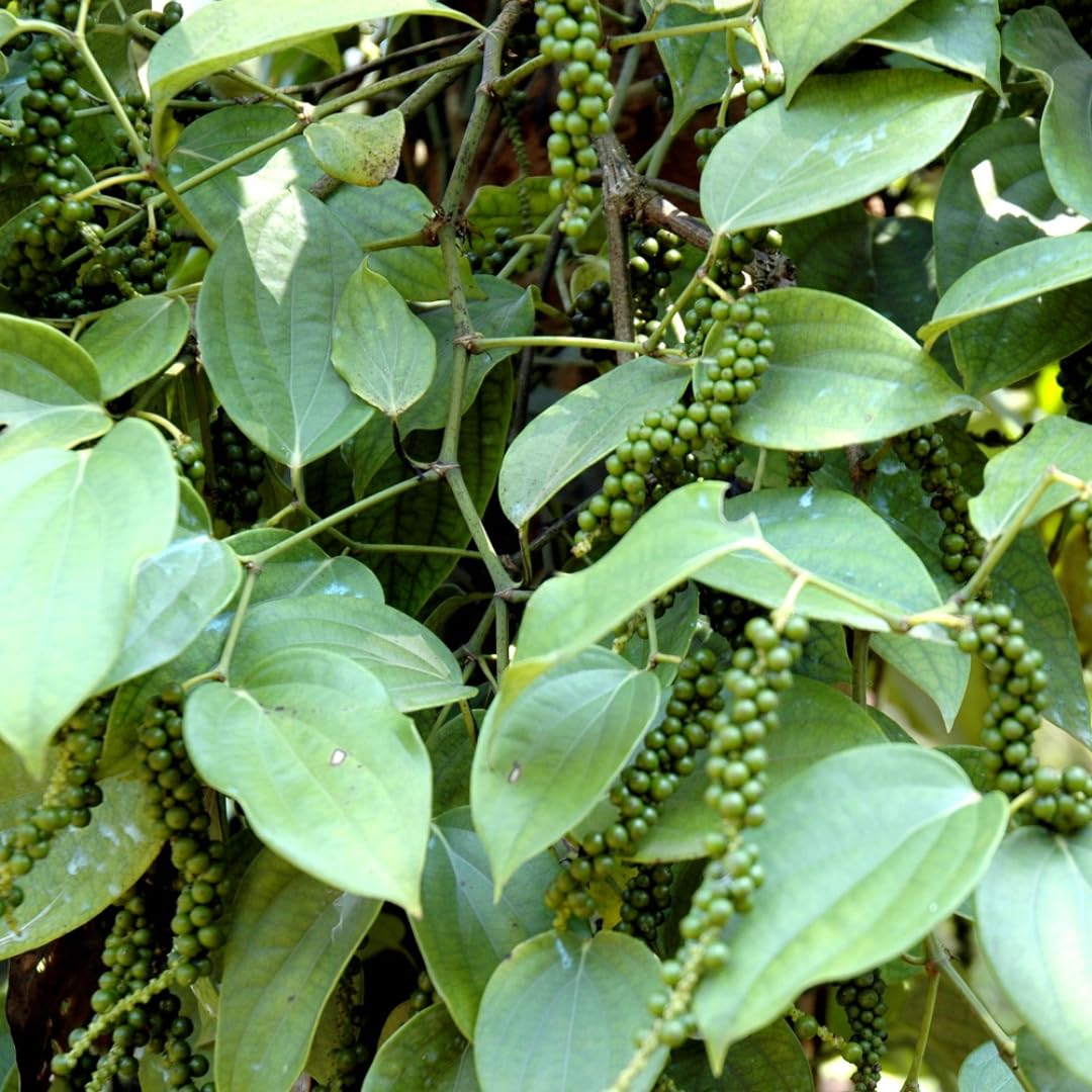 M-Tech Gardens Rare Blackpepper Plant (Panniyur - 2, Hybrid) Exotic 1 Live Spice Plant (B0D8KRN79M) Amazon Price History, Amazon Price Tracker