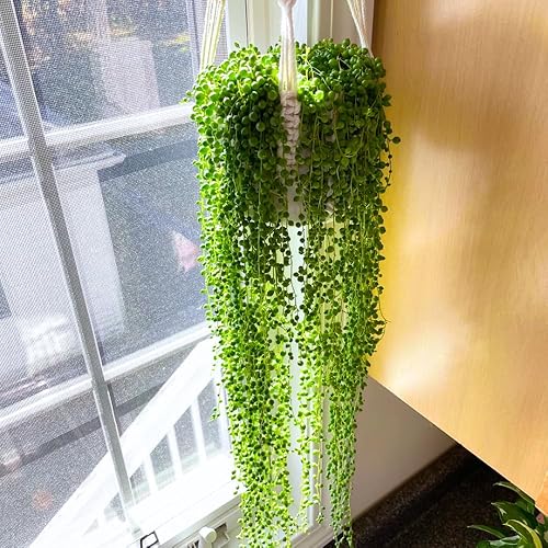 Miniatura 4 de Planta de cadena de perlas en maceta de 4 pulgadas, vid suculenta viva, planta de interior, cadena de perlas, planta viva para decoración del hogar