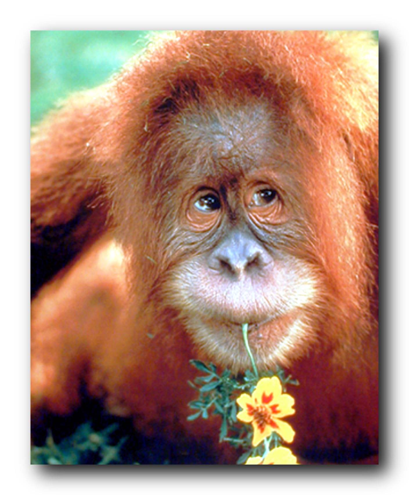 Amazon.com: Wild Animal Wall Decor Orangutan Monkey Nature Art