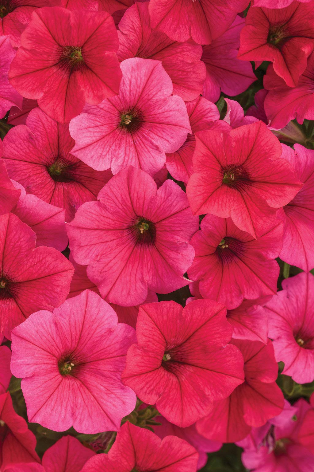 Proven Winners Petunia Hybrid 'Supertunia Vista Paradise'