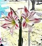 Review Image by Pamela Greene Pamela Greene