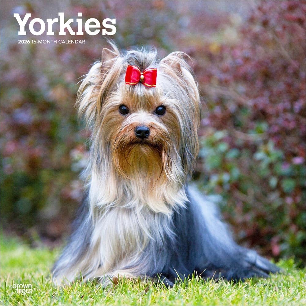 Yorkshire Terriers - Yorkshire Terrier - Yorkies 2026 - 16-Monatskalender: Original BrownTrout-Kalender [Mehrsprachig] [Kalender]