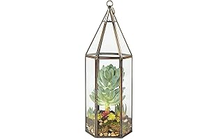 D'Eco Glass Geometric Plant Geo Terrarium (5x5x14)