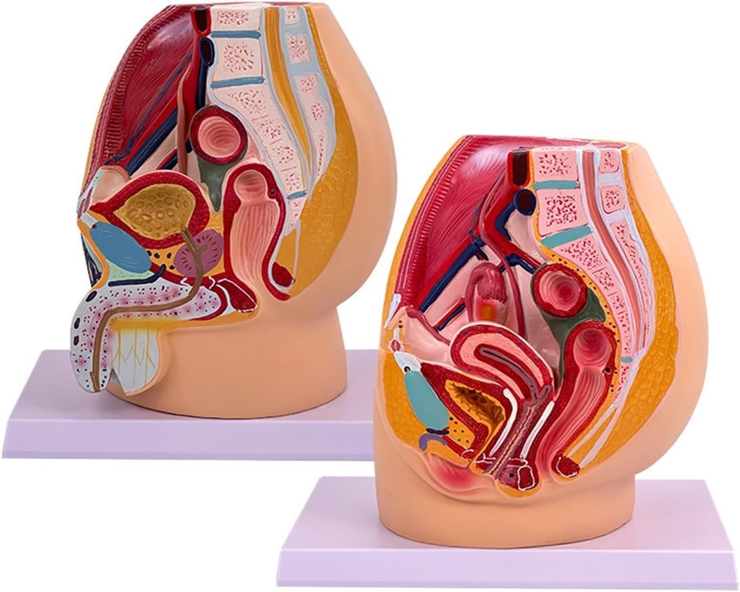 SENJINGHUA Male and Female Pelvis Sagittal Model, Pelvis Reproductive Anatomy Model, Genitourinary Uterus Model, Genitourinary System Median Sagittal Section Model for Medical Study & Teaching.