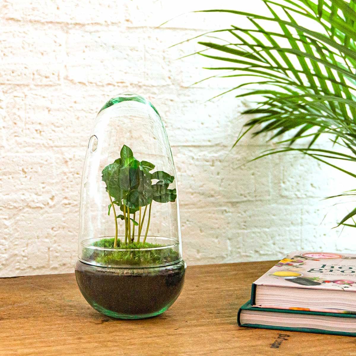 urbanjngl - urbanjngl.com - Egg Coffea - Flaschengarten - Zweiteilige Glaskuppel - DIY Terrarium mit Pflanzen im Glas - Ø 12 cm ↑ 25 cm