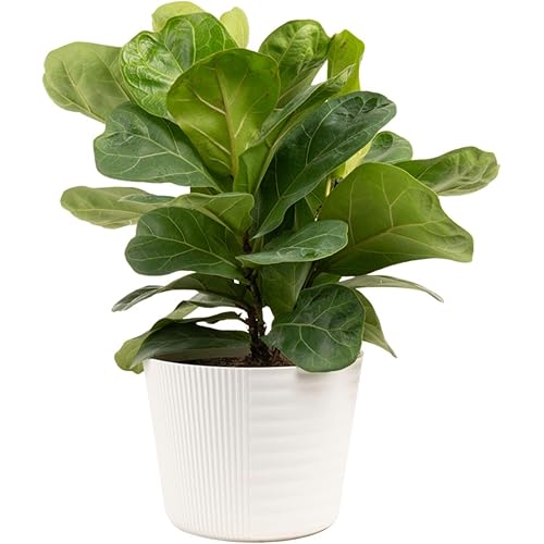 Costa Farms Little Fiddle Leaf Fig, Live Indoor Plant Ficus Lyrata, Houseplant Potted in Modern Decor Pot and Plant Stand, Tabletop, Shelf, Room Decor or Office Decor, 1 Foot Tall