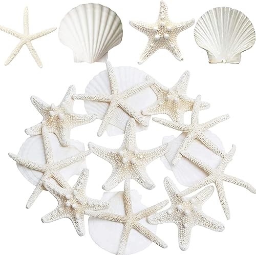 Estrellas de mar y conchas de vieira para manualidades, 12 unidades, conchas marinas grandes de 3 a 4 pulgadas, conchas marinas a granel para