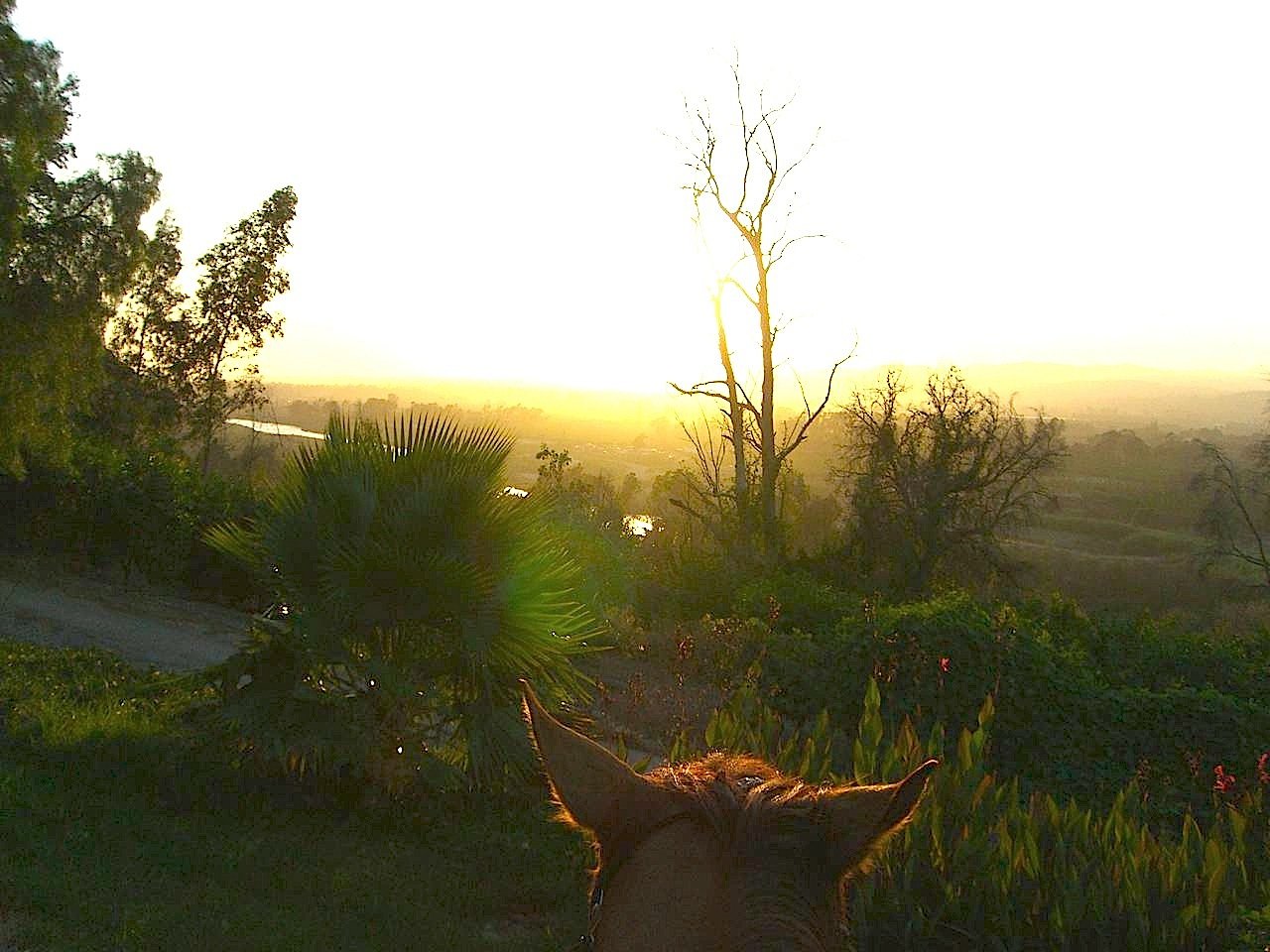 Susan and Tecate - A Griffith Park Mystery