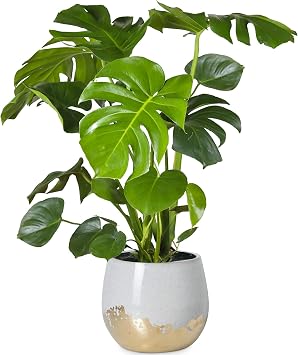 30-40cm Potted Monstera Deliciosa | Best Indoor Plants for Sale