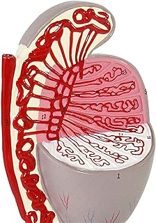 Study Model Educational Model Testicular Structure Model Human Organ Anatomy Model Anatomical Genitourinary System Model for Medical Educational Training Aid,Medical Models SaiFei