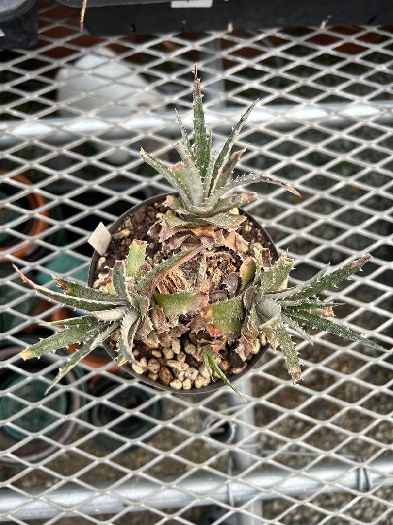 JMD ディッキア Dyckia まとめ売り JMD棚5番 10株 JMD