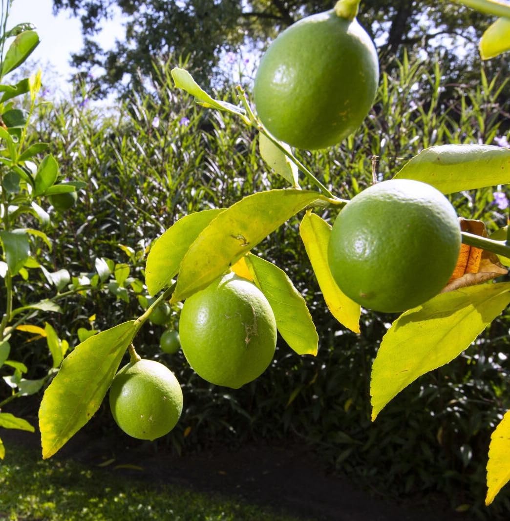 Lime tree live plant 1 LIVE PLANT