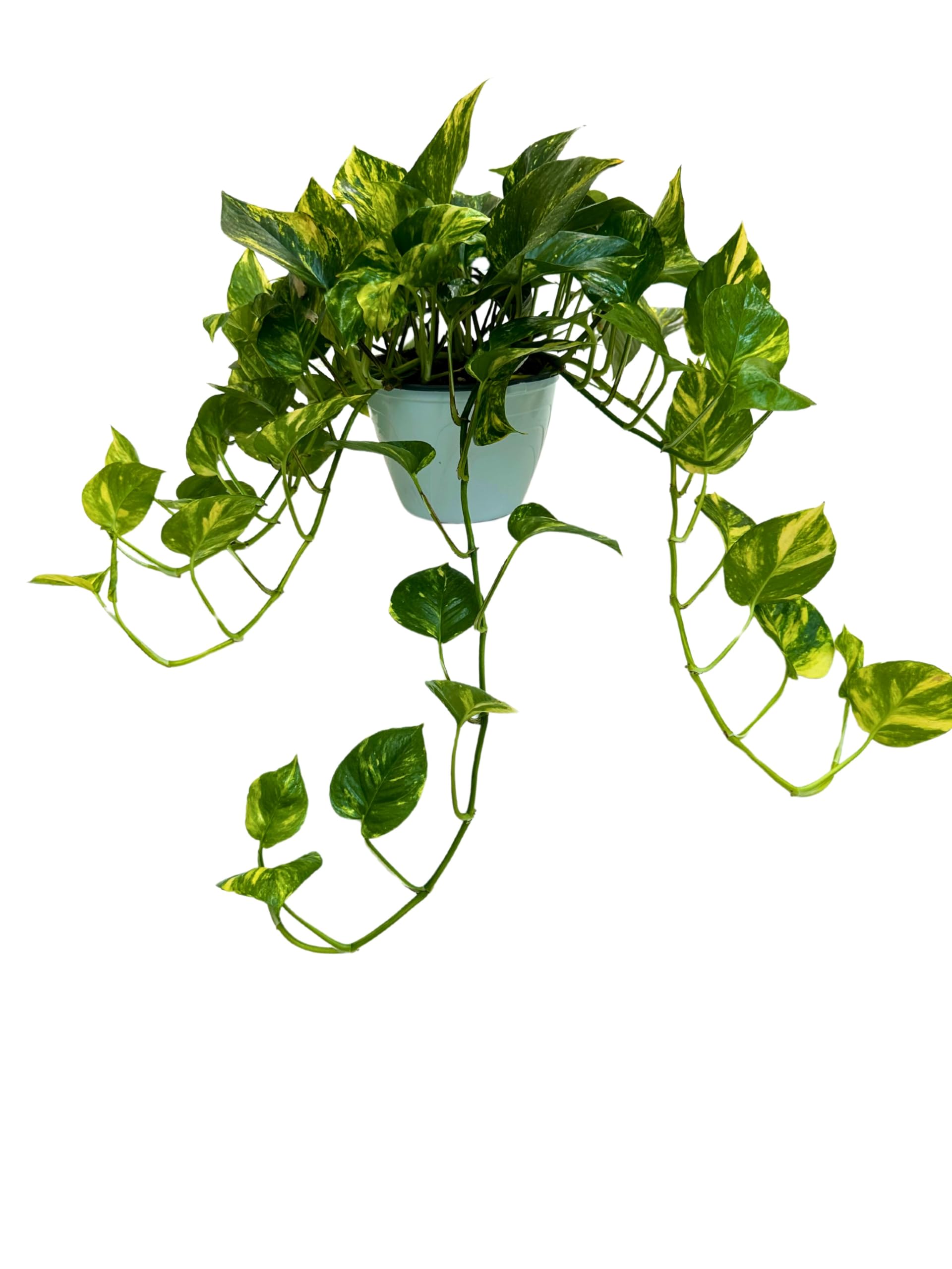 I GIARDINI DI GIULIA - Scindapsus Aurea | Pianta Vera da Interno | Foglie Verdi e Dorate | Facile Cura | Pianta Ornamentale | IN VASO BASKET DIAMETRO 20 CM