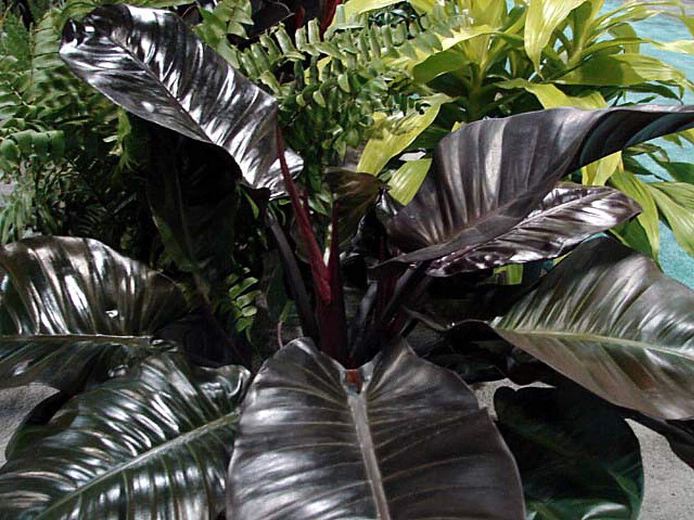 Amazon.com : Rare Black Cardinal Philodendron 4" Pot - Easy Grow House  Plant - Collector's : Patio, Lawn & Garden