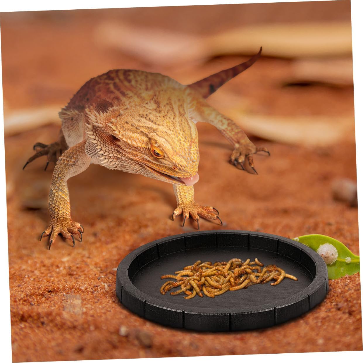 Yardwe Reptile Water Dish Feeding Bowl for Tortoises Lizards Frogs and Geckos Non Slip Design Easy to Clean for Terrarium Habitat Use