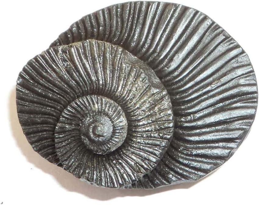 Indian Handicrafts Export Shaligram - Sudarshan (Original from Gandak River)