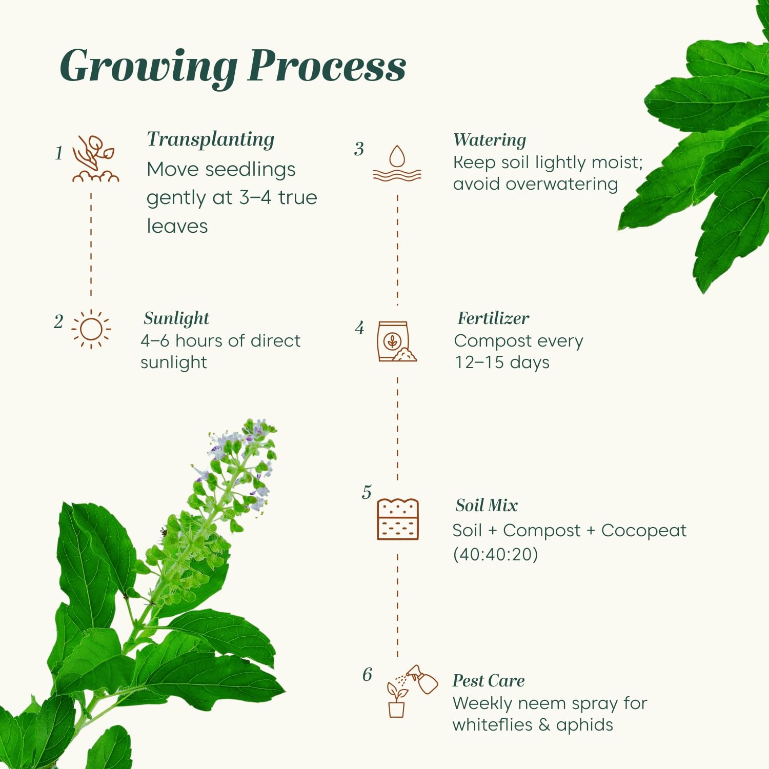 Kyari Tulsi Seeds - Holy Basil Herb Seeds -3