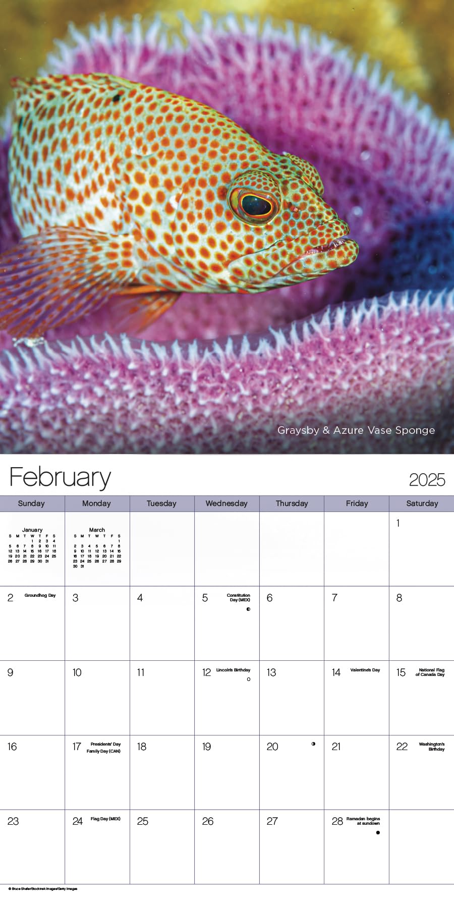 Calendario de pared 2025 Ocean Life