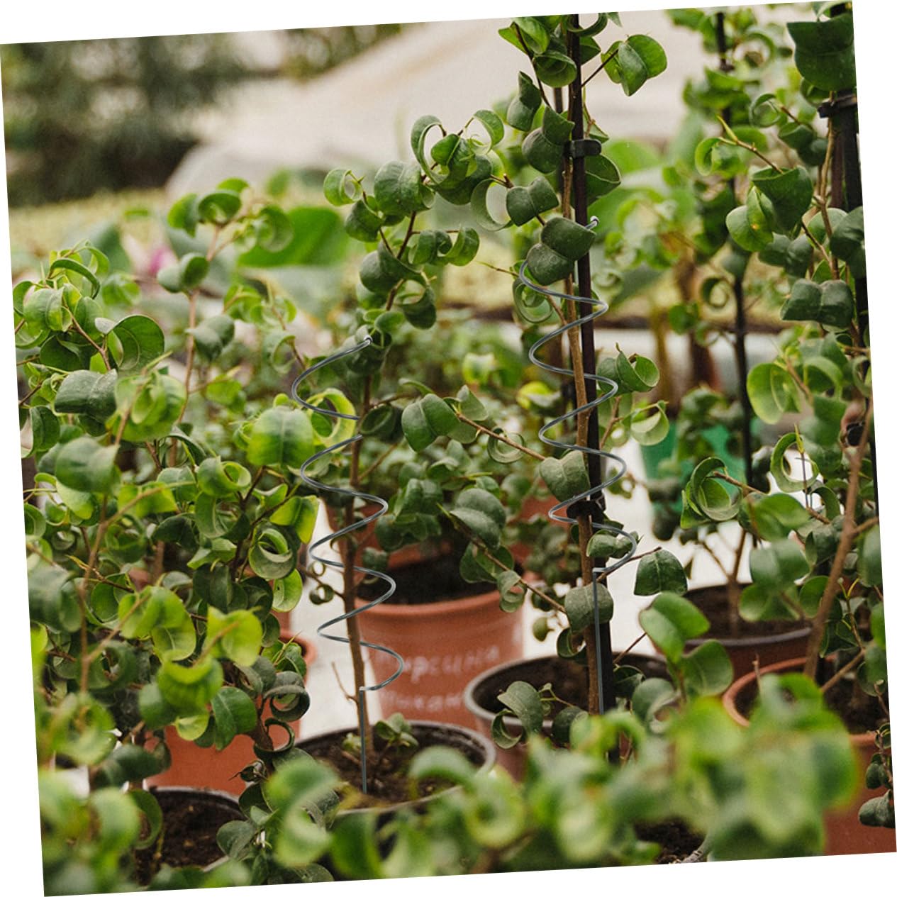 Sosoport 8pezzi Spirali Supporto per Piante Metallo Picchetti per Giardino Regolabili per Viti e Fiori Sostegno Durevole per Piante Rampicanti di Facile Installazione e Design Elegante