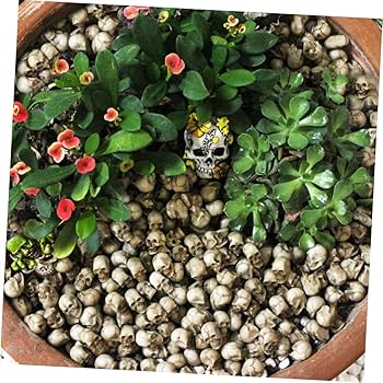 ミニブタ（ポットベリー・ピッグ ）頭骨 ♂ ★ NO.5 Kitagawa 6