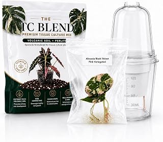 Alocasia Black Velvet Pink Variegated Tissue Culture Kit