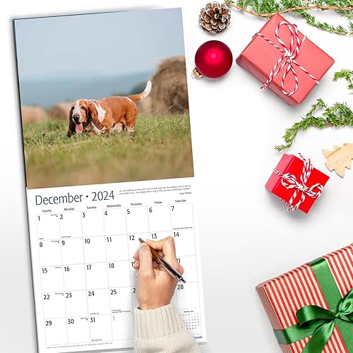 Miniatura 5 de RED EMBER Basset Hounds Calendario mensual de pared colgante 2024  12 x 24 pulgadas abierto  Papel grueso y resistente  Regalo  Lindo perro  Amigos