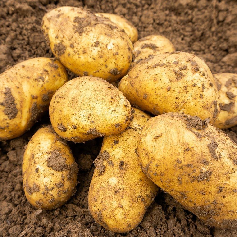 2nd early Seed Potatoes Harry,2nd Early Variety,X10 Tubers, reliable, high-yielding,Ready for Planting.