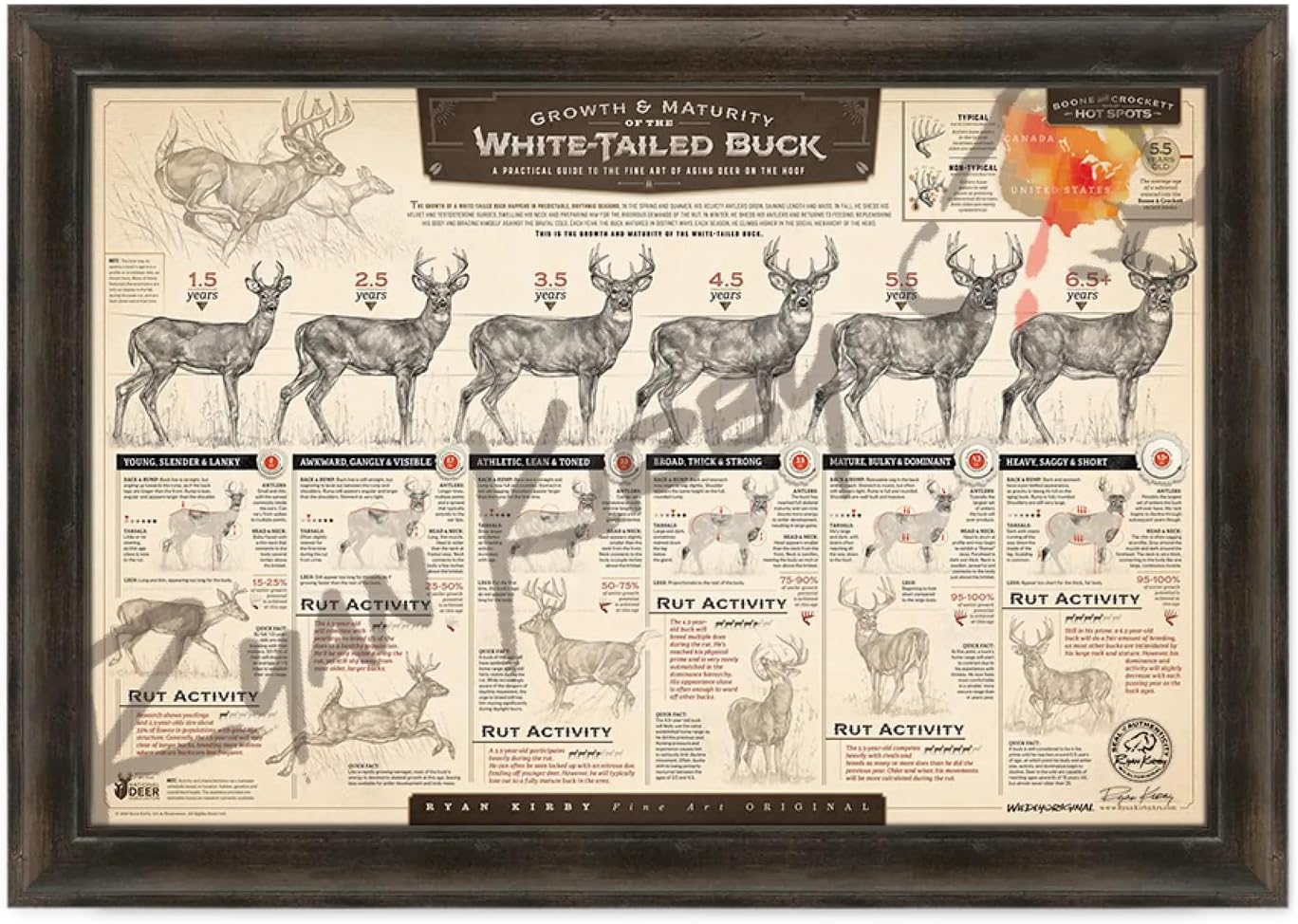 "The Growth & Maturity of the White-tailed Buck" Fine Art Paper Print