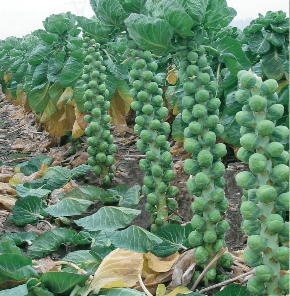 Gromax India Brussels Sprouts Seeds (Pack of40 Seeds) (B09SB3QSTW) Amazon Price History, Amazon Price Tracker