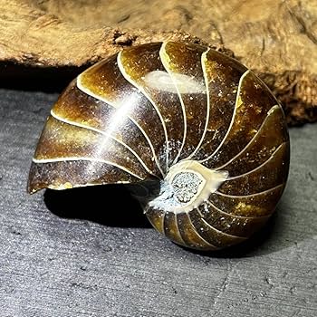 Amazon.co.jp: オウム貝(鸚鵡貝)アンモナイト化石一点物原石方解石化 Amazon.co.jp: オウム貝(鸚鵡貝)アンモナイト化石一点物原石方解石化
