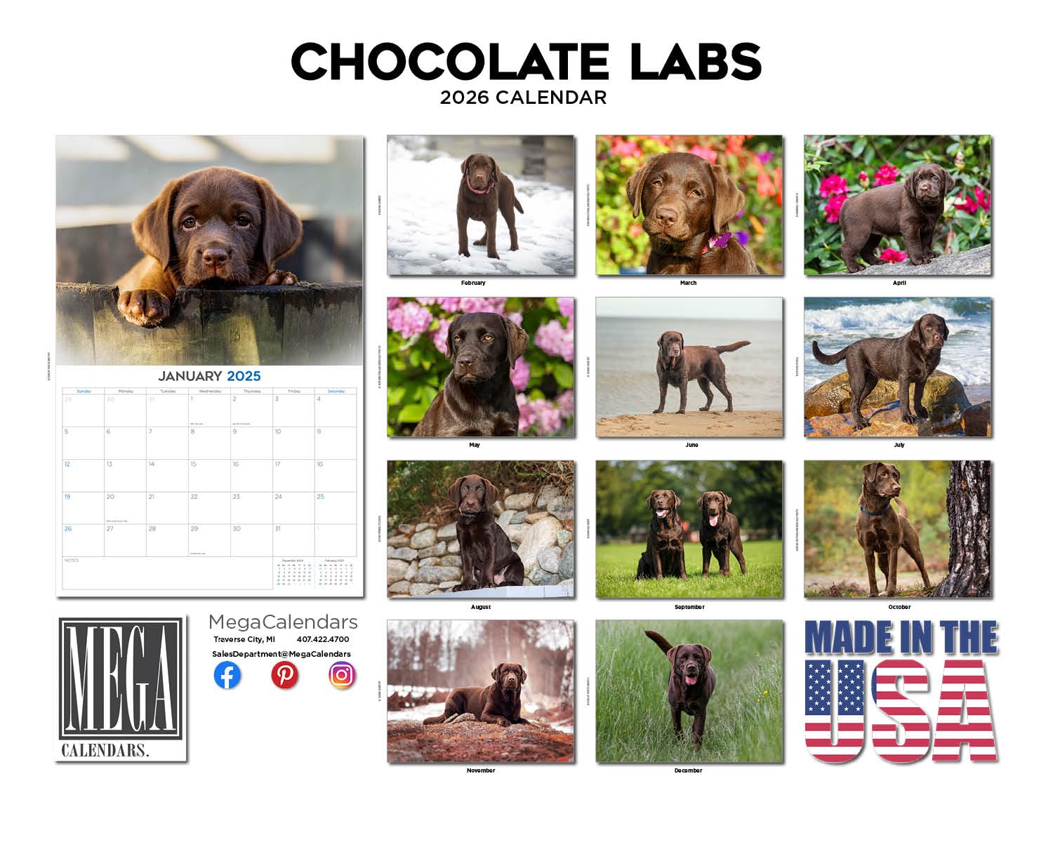 Calendario 2024 2025 de chocolate labrador – Calendario mensual de pared de raza de perro – 12 x 18 pulgadas abierto – Papel grueso que no se corre – Regalo – Calendario académico para profesores