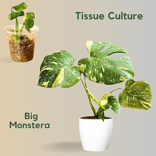 Miniatura 3 de Thai Constellation Monstera - Cultivo de tejido de planta viva - Mini planta Monstera - Planta de interior rara Monstera Constelación tailandesa