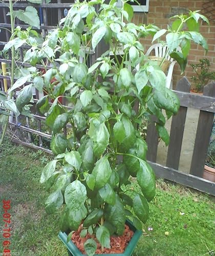 Miniatura 4 de Semillas de PimientoHeirloom, Capsicum Baccatum (10 Semillas)