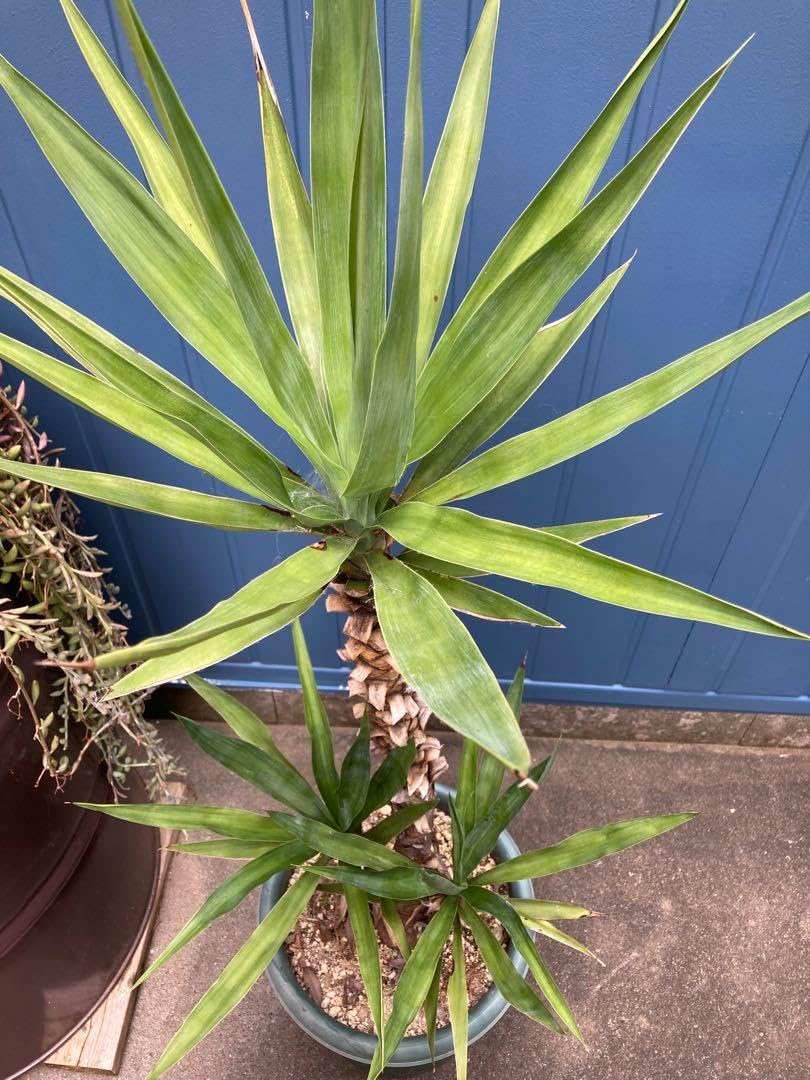 耐寒性ユッカ　フィラメントーサ群生株◇南国ドライガーデン多肉サボテン西海岸アガベ 極耐寒性ユッカ フィラメントーサ大株◇南国ドライガーデン西海岸