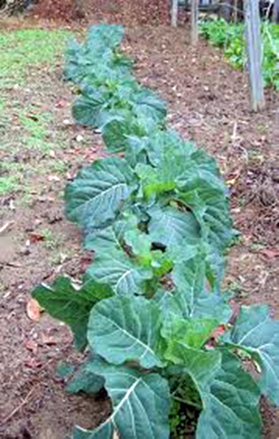 Champion Collard Green Seeds, Heirloom Non-GMO, 100 Seeds - CountryCreekAcres Tasty Southern Greens for Home Gardens