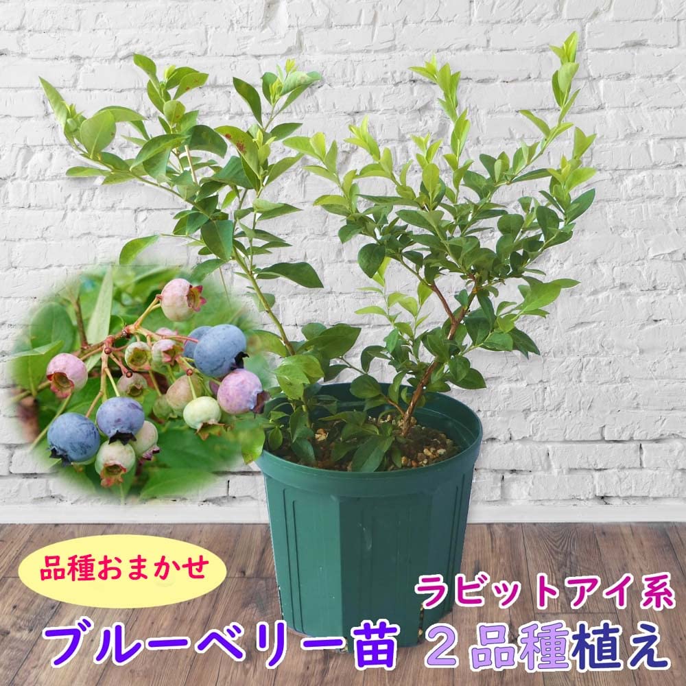 Amazon.co.jp: 植え替え不要！ ブルーベリー 苗 【ラビットアイ系】 2 