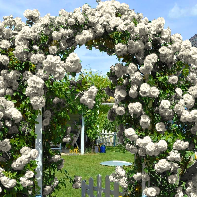 Amazon.com : 2 White Rose Climbing Live Starter Plants