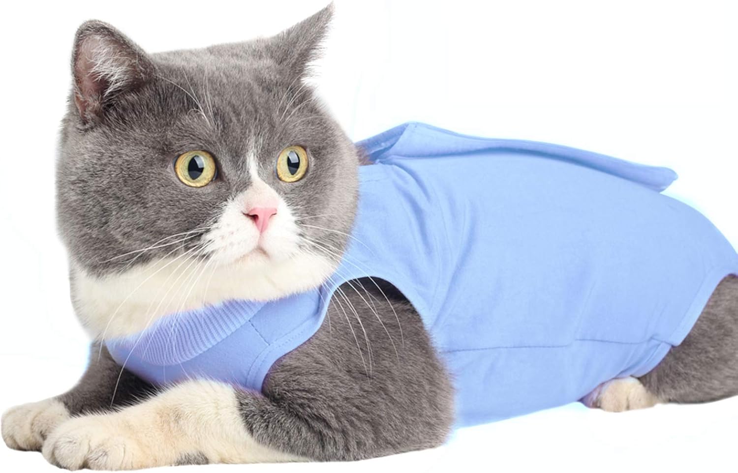 Cat Surgery Recovery Kit Abdominal Wound or Skin Disease, ECollar