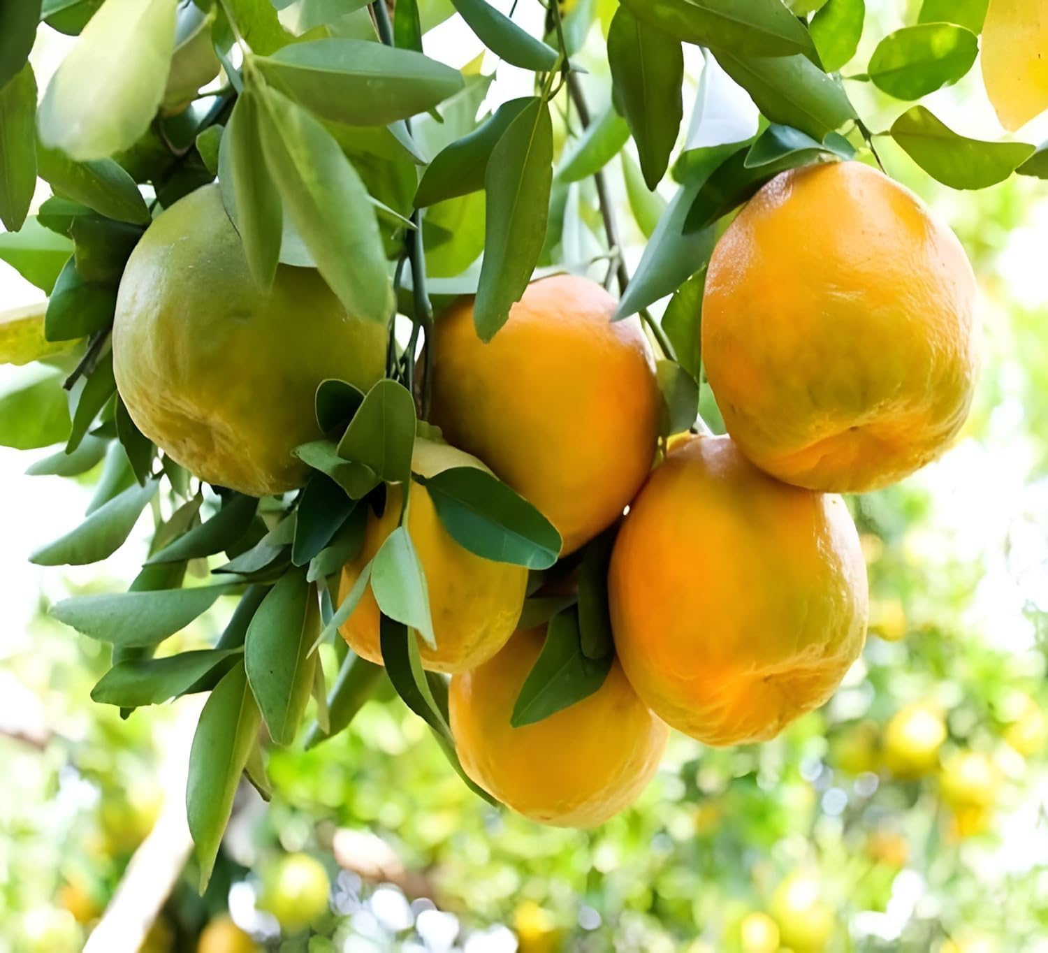 Plantoos Darjeeling Mandarin Orange All Time Variety Santra Fruit Live Plants & Tree(1-1.5 Ft Size) live Plant (Darjeeling Orange) (B0CPWPWC7X) Amazon Price History, Amazon Price Tracker