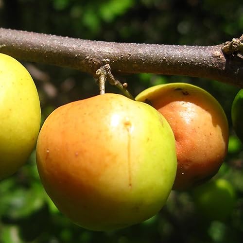 Miniatura 3 de QAUZUY GARDEN 8 semillas de Ziziphus Mauritiana, reliquia y árboles frutales de azufaifo dulce y sin OMG fáciles de cultivar de bajo mantenimiento,