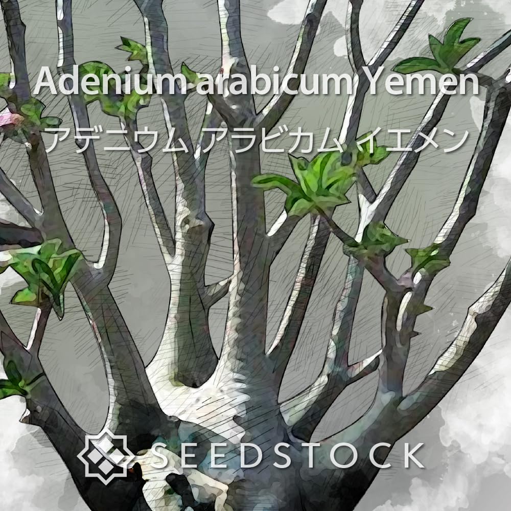 Amazon.co.jp: SEEDSTOCK アデニウム アラビカム イエメン 種子 50粒